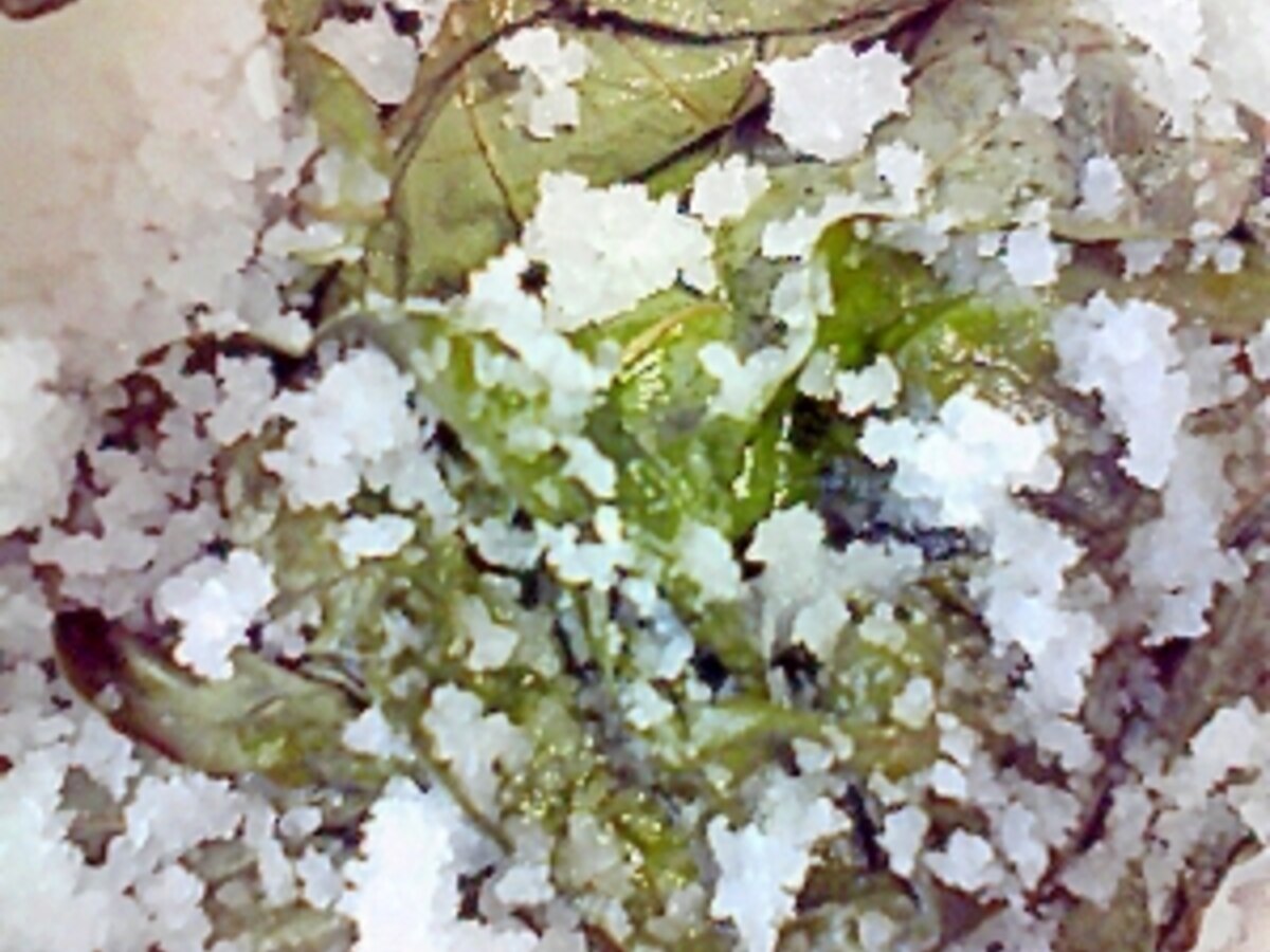 とっても簡単 バジルの塩漬け レシピ 作り方 By こうめまま 楽天レシピ